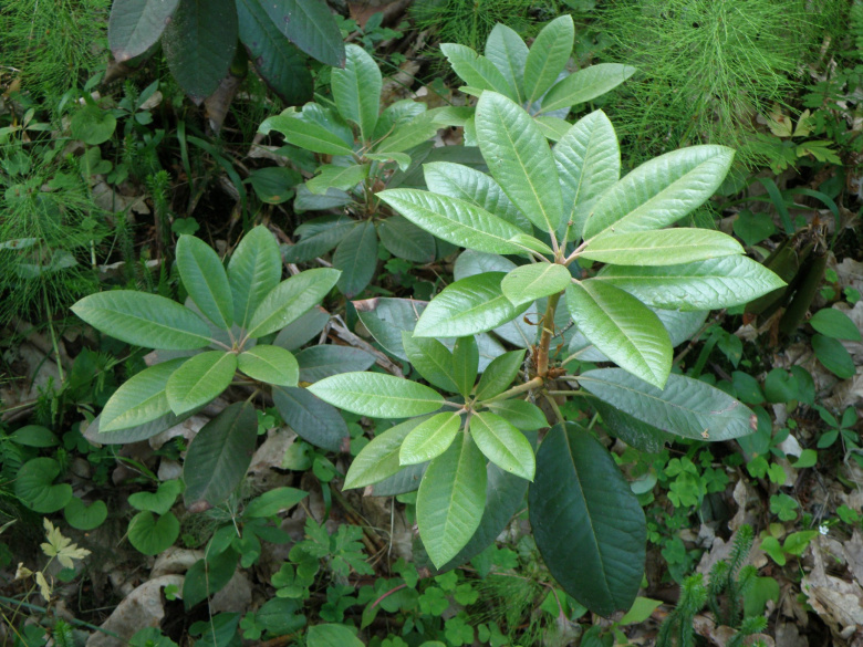 rhododendron_przewalskii_lehdet_jsaarinen.jpg