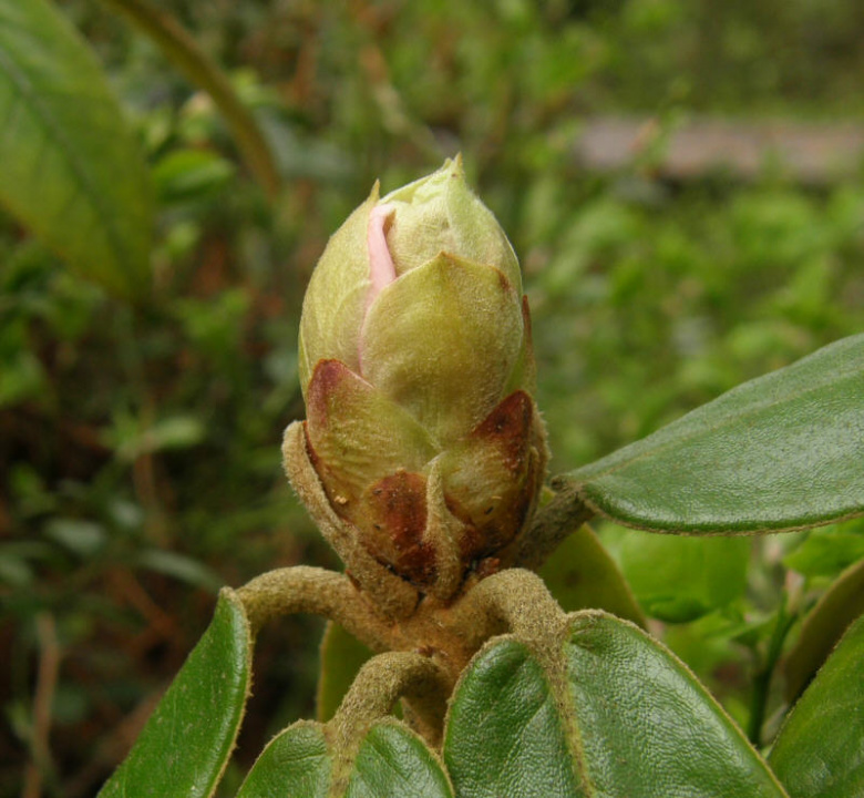 rhododendron_rufum_nuppu_turunsaaristo_kristiantheqvist.jpg
