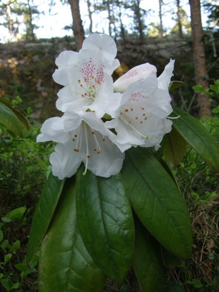 rhododendron_rufum_turunsaaristo_kristiantheqvist.jpg