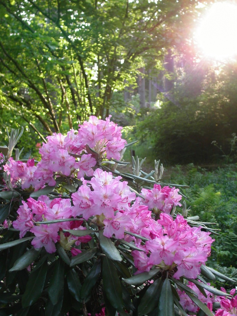 rhododendron_smirnowii_kukinta_jsaarinen.jpg