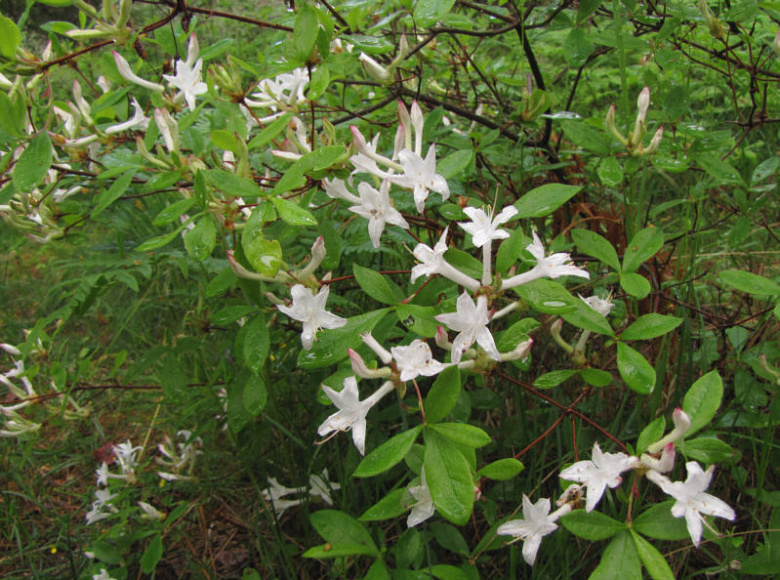 rhododendron_viscosum_kristiantheqvist.jpg