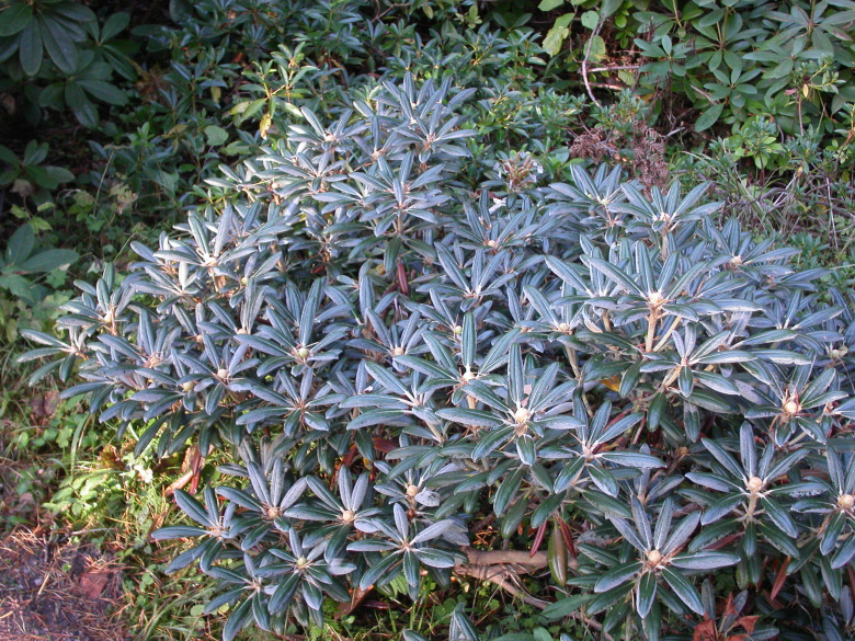 rhododendron_yakushimanum_yleiskuva_jsaarinen.jpg