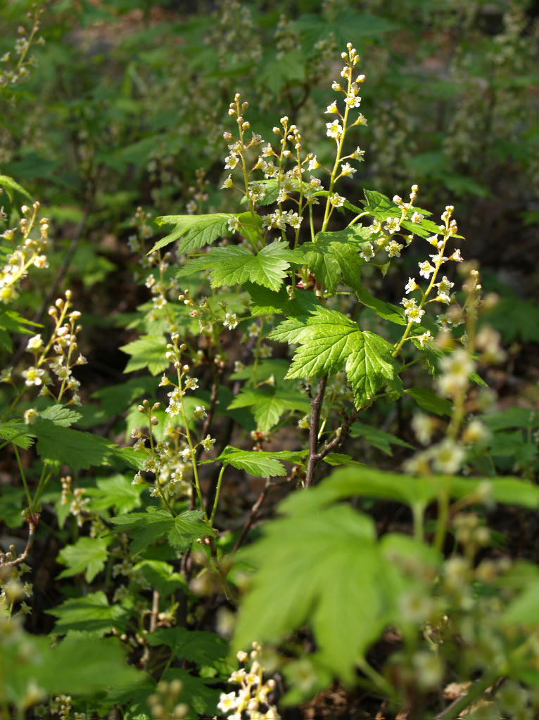 Ribes glandulosum ©Susanna