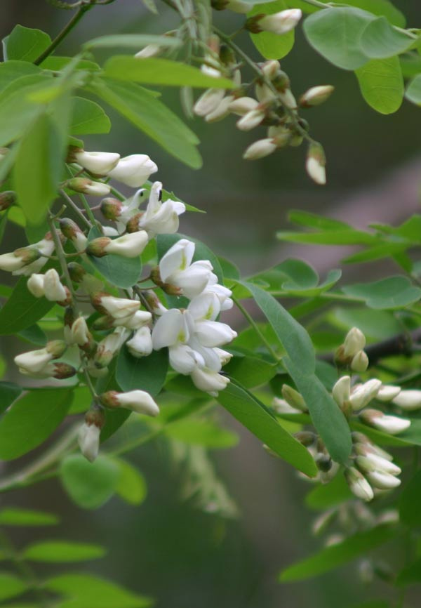 robinia_pseudoacacia_ojussila.jpg