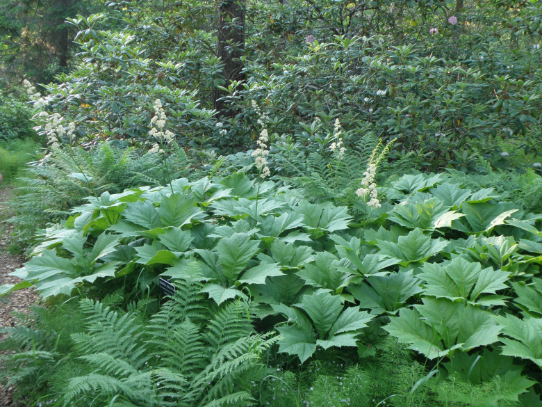 rodgersia_podophylla_yleiskuva.jpg