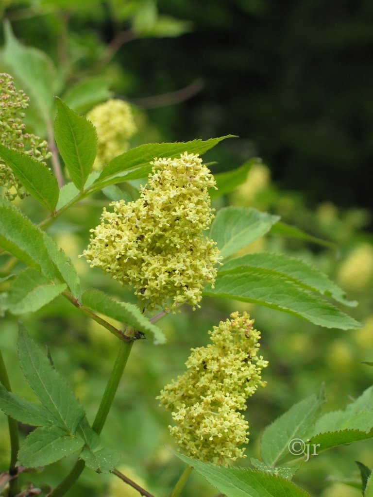 sambucus_racemosa_kukka_jreinikainen.jpg