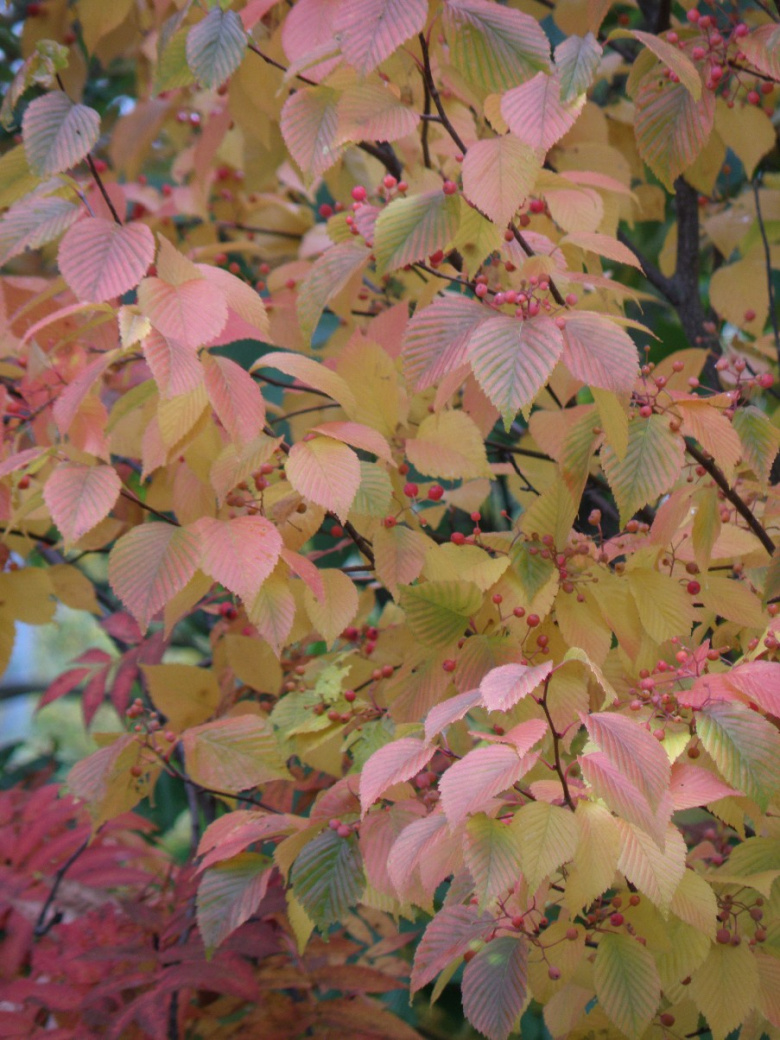 sorbus_alnifolia_kumpula_jsaarinen.jpg