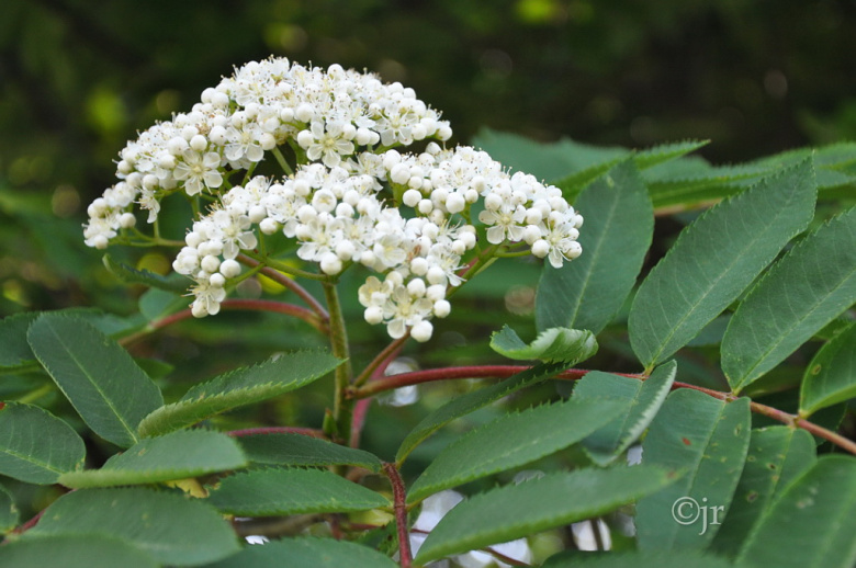 sorbus_decora_kukinto_kumpula_jreinikainen.jpg