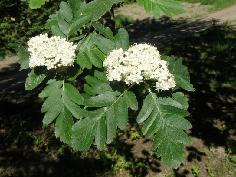 sorbus_hybrida_kukinta_jsaarinen.jpg
