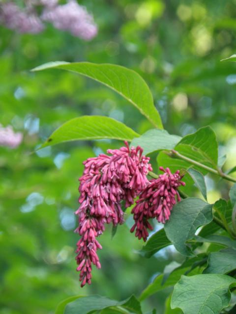 syringa_reflexa_kukinta_jsaarinen.jpg