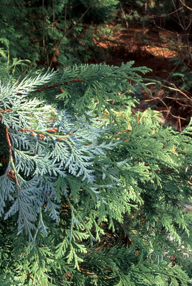 thuja_koraiensis_oksa_jreinikainen.jpg