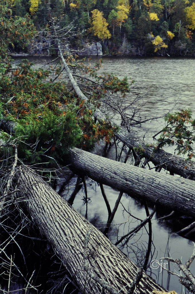 thuja_occidentalis_yk_thunder_bay_jreinikainen.jpg