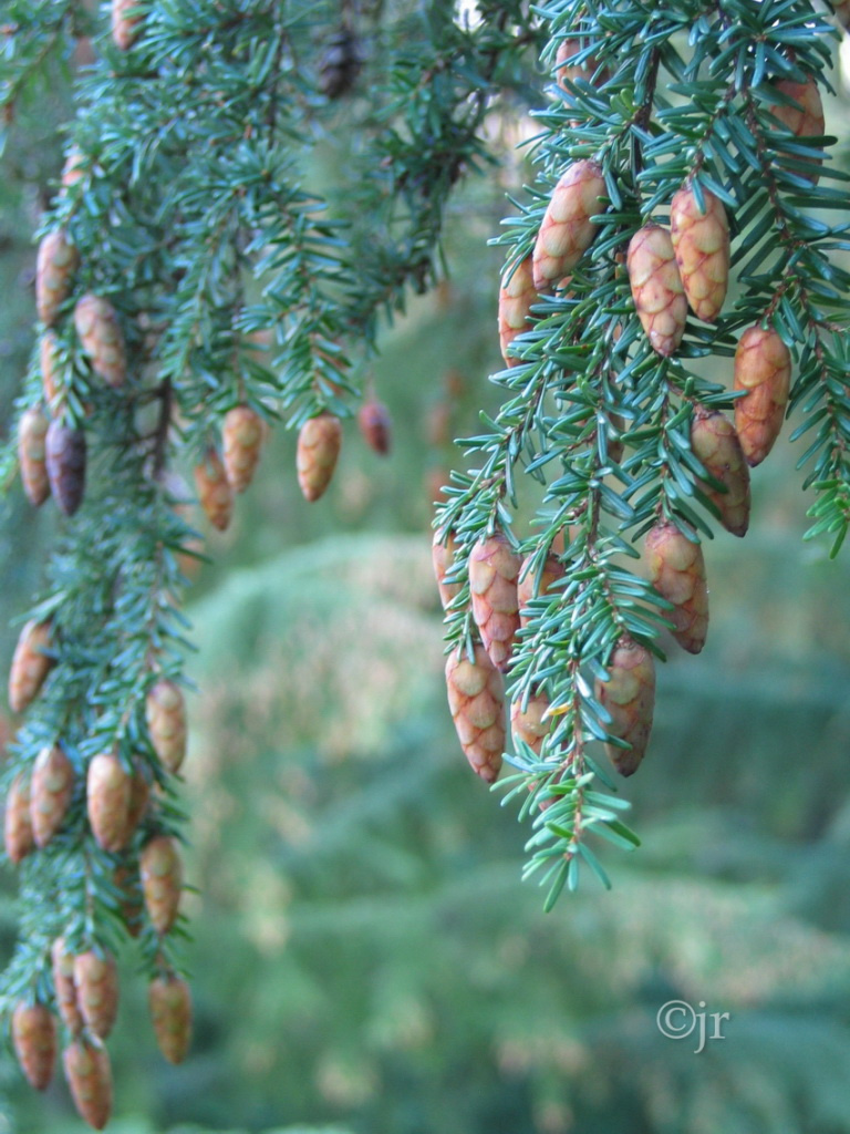 tsuga_heterophylla_kapyoksa_jreinikainen.jpg