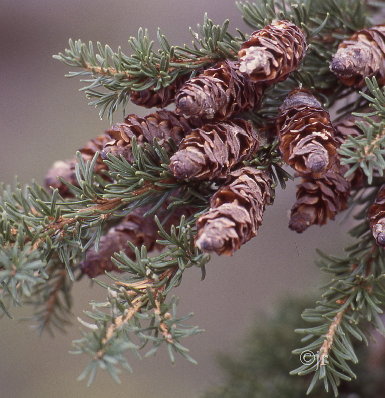 tsuga_mertensiana_kapyoksa_jreinikainen.jpg