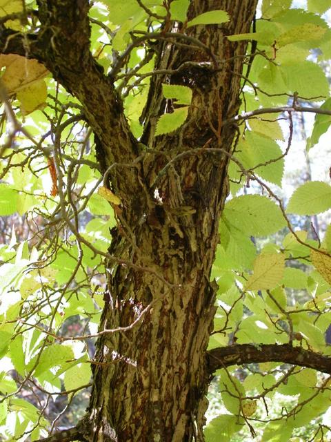 ulmus_americana_runko_jsaarinen.jpg