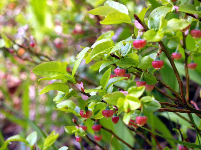 Vaccinium myrtillus ©Susanna