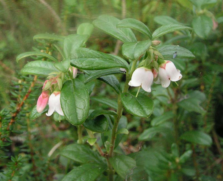 Vaccinium vitis-idaea ©Kristian Theqvist