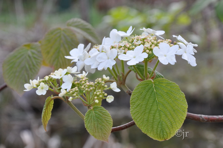 Viburnum lantanoides, kukinto ©jr