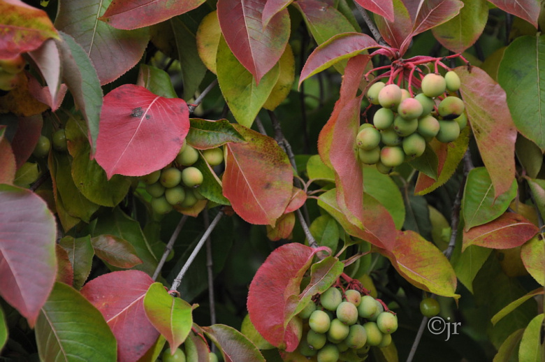 viburnum_lentago_marjat_kumpula_jreinikainen.jpg