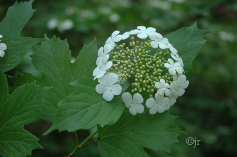 viburnum_opulus_kukka_jreinikainen.jpg