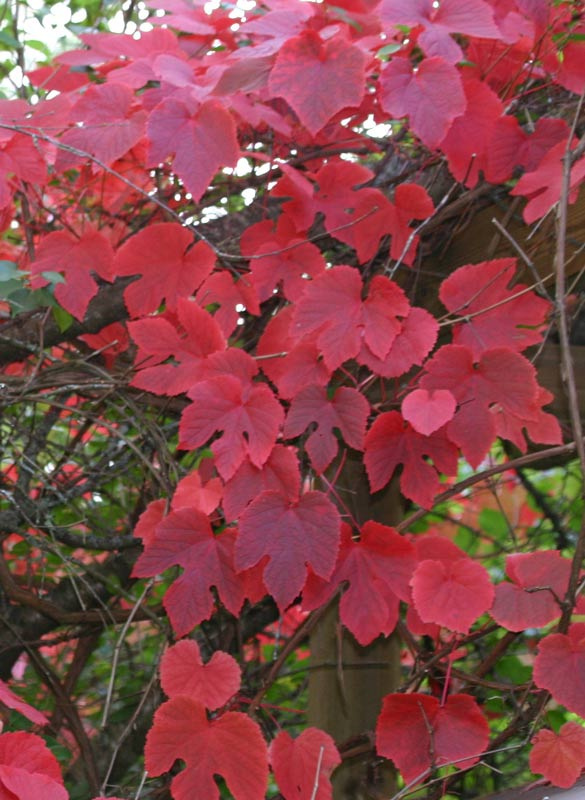 vitis_amurense_ojussila.jpg