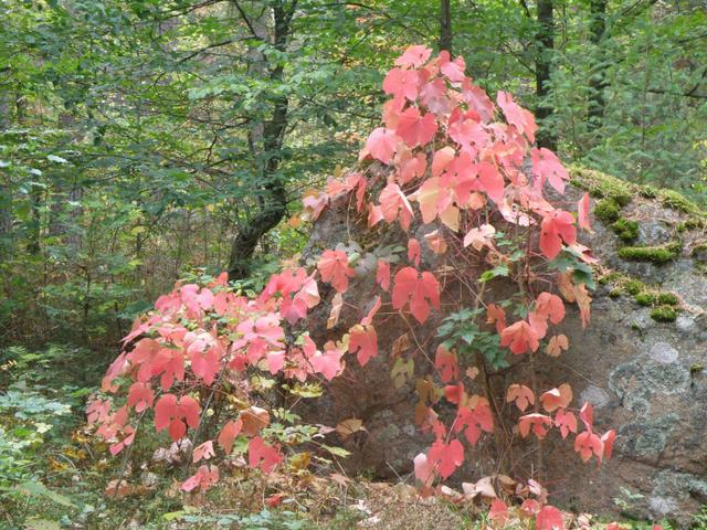 vitis_amurensis_ruska_jsaarinen.jpg