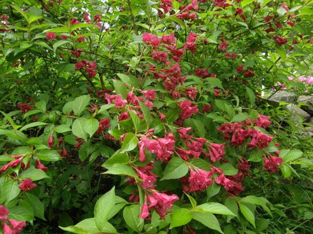 weigela_eva_rathke_turun_saaristo_kristiantheqvist.jpg