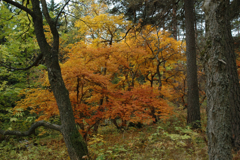 Acer triflorum eli huntuvaahtera