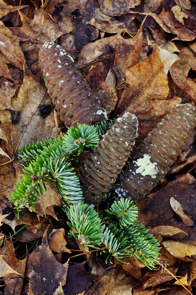 Abies alba ©jr