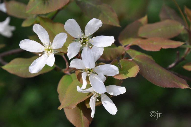 amelanchier_kukka_jreinikainen.jpg