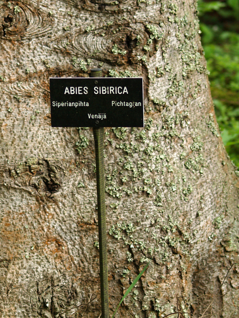 Abies sibirica -puistokyltti © Susanna